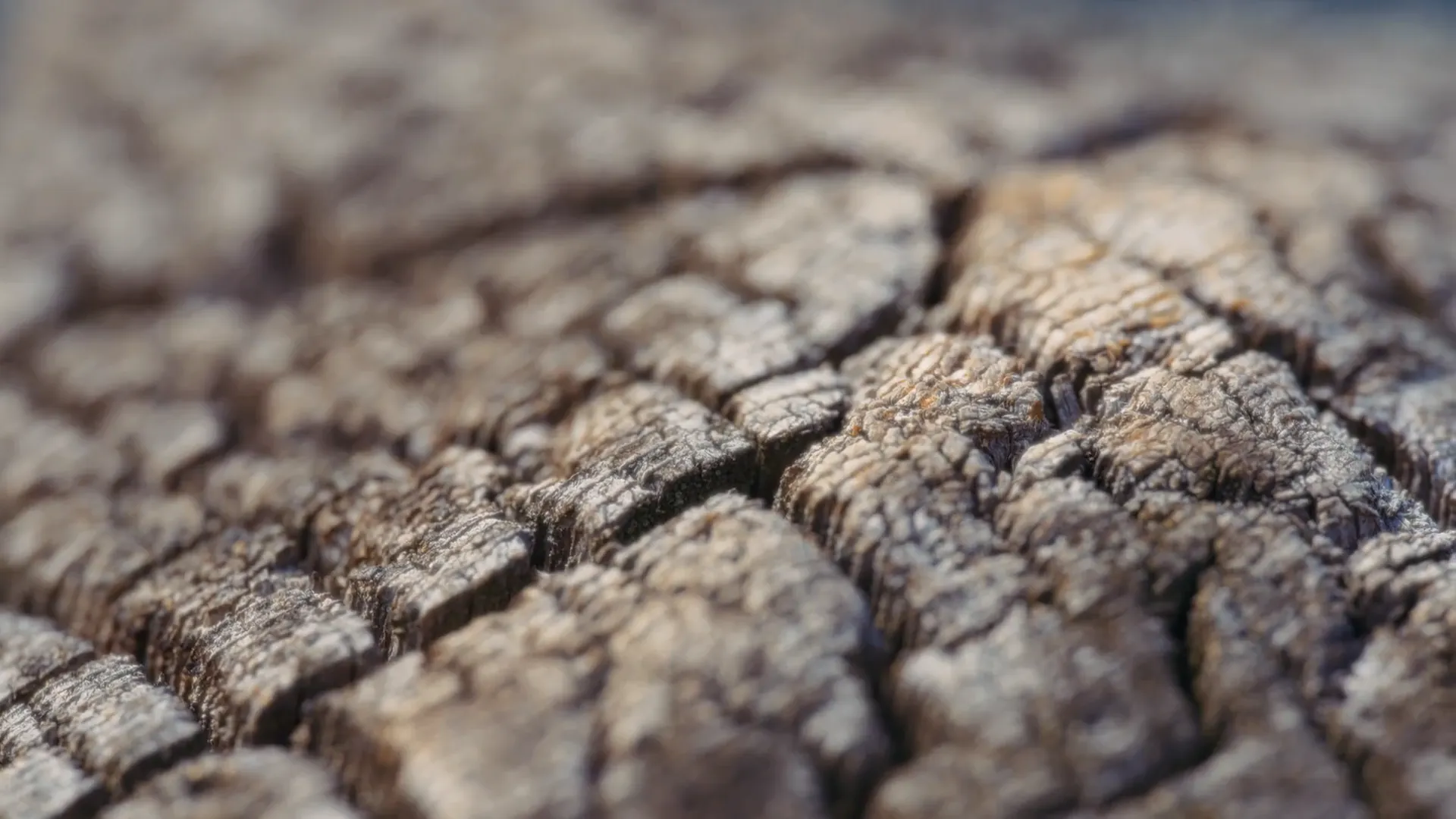 Weathered end grain, checked and split with age, close up